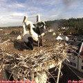 09_15-nest.jpg