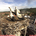 09_20-nest.jpg
