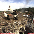 09_25-nest.jpg