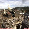 09_30-nest.jpg