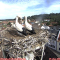 09_40-nest.jpg
