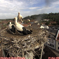 09_45-nest.jpg