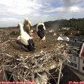 09_50-nest.jpg