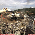10_00-nest.jpg