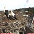 10_10-nest.jpg