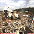 10_15-nest.jpg