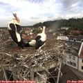 10_20-nest.jpg