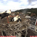 10_25-nest.jpg