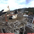 10_30-nest.jpg