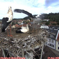 10_35-nest.jpg