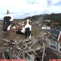 10_40-nest.jpg
