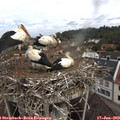 10_45-nest.jpg