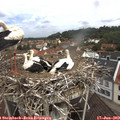 10_50-nest.jpg