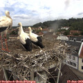 10_55-nest.jpg