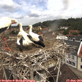 11_00-nest.jpg