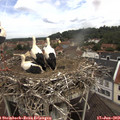 11_05-nest.jpg