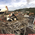 11_10-nest.jpg