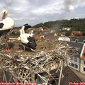 11_15-nest.jpg