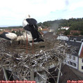 11_20-nest.jpg