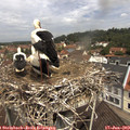11_25-nest.jpg