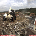 11_30-nest.jpg
