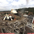 11_35-nest.jpg