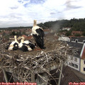 11_40-nest.jpg