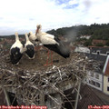 11_45-nest.jpg