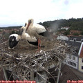 11_50-nest.jpg