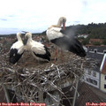 11_55-nest.jpg