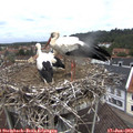 12_00-nest.jpg