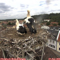 12_05-nest.jpg