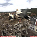 12_10-nest.jpg