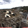 12_15-nest.jpg