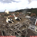 12_20-nest.jpg