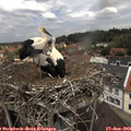 12_35-nest.jpg