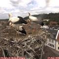 12_40-nest.jpg