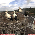 12_45-nest.jpg