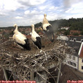 12_50-nest.jpg