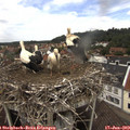 12_55-nest.jpg