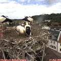 13_00-nest.jpg