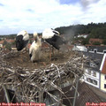 13_05-nest.jpg
