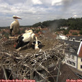 13_10-nest.jpg