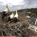 13_15-nest.jpg