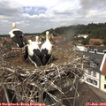 13_20-nest.jpg