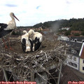 13_25-nest.jpg