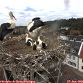 13_30-nest.jpg