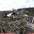 13_35-nest.jpg