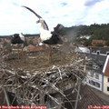 13_40-nest.jpg