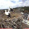 13_45-nest.jpg